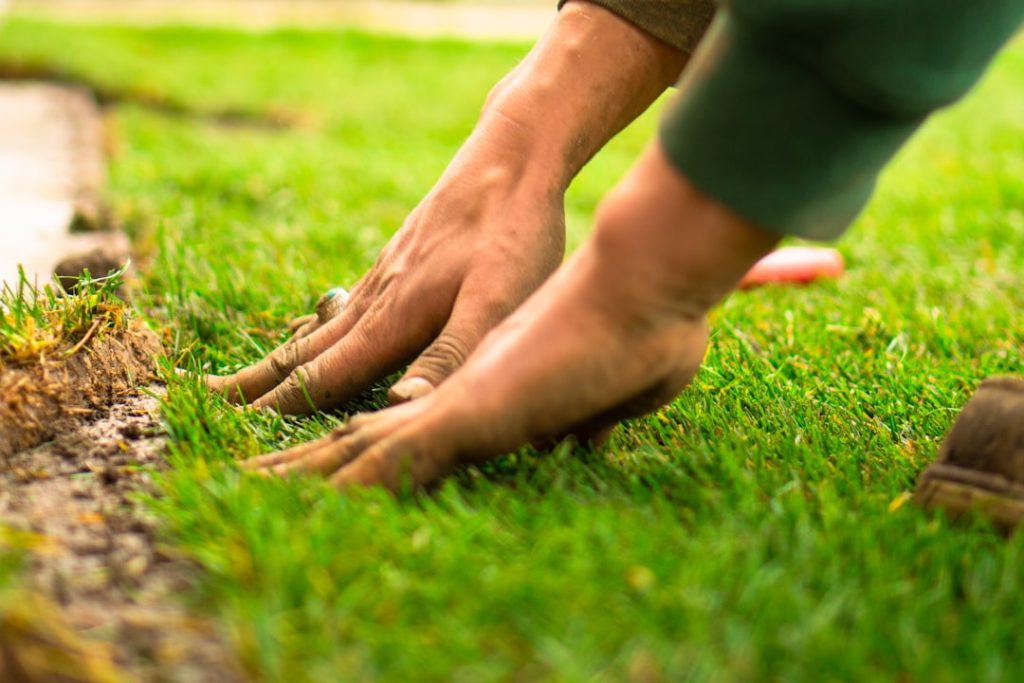 Landscaper laying new lawn during fall.