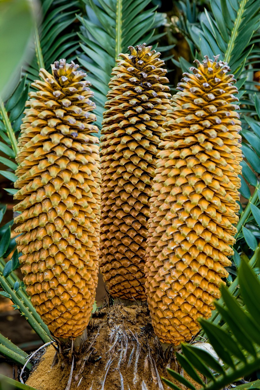 about-me cycad, evergreen, plant, garden, nature, landscaping
