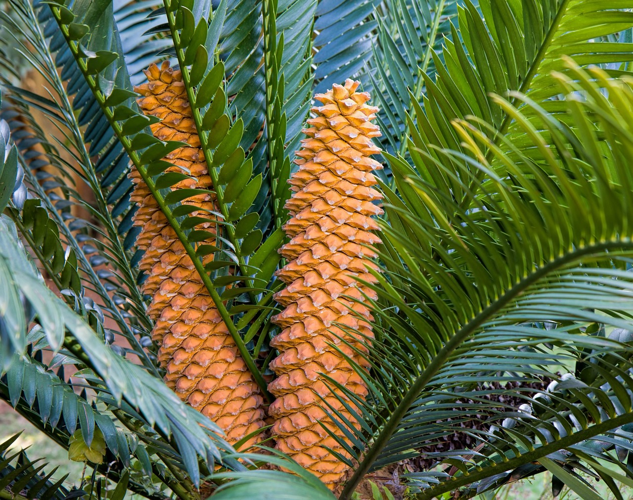 cycad, plant, garden, nature, evergreen, landscaping